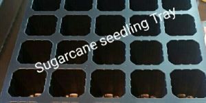 Sugarcane Seedling Trays