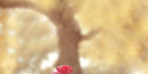 Post Wedding Photoshoot Service