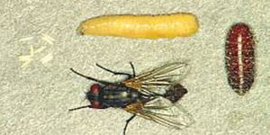 Fly Management Services