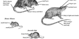 Rodent Control Treatment Services