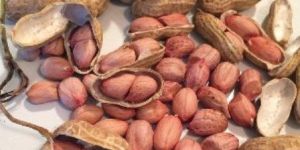 Indian Peanut