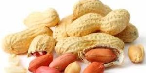 Groundnuts