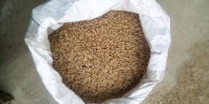 Paddy Seeds
