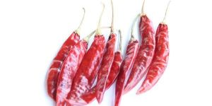 334 / SANNAM S4 DRY RED CHILLI