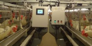 Egg Processing Plants