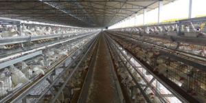 G E Royal Plus Layer Cages