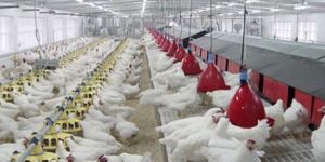 NEST WITH EGG COLLECTION SYSTEM