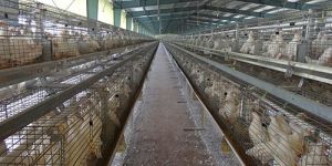 Special Rearing Grower Cages