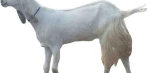 Beetal Goat