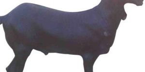 Black Bengal Goat
