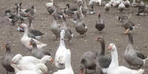 Duck Farming Services