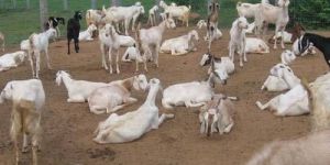 Goat Farming Services