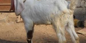 Jamunapari Goat