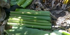 Banana Leaf