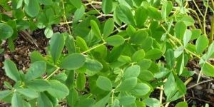 Ultra Flower Plant Energizer