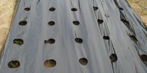 Mulch Film