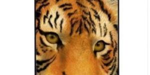 iPhone 6 Mobile Cover