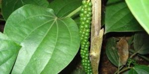 Black Pepper Plant