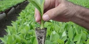 Hardened Banana Plant