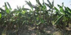 Nain Banana Plant