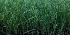 Officinarum Sugarcane Plant