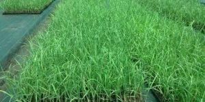 Organic Sugarcane Plant