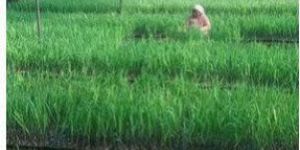 Sweet Sugarcane Plant