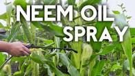 Neem Oil Spray