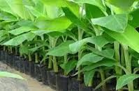 Banana Tissue Culture Plants