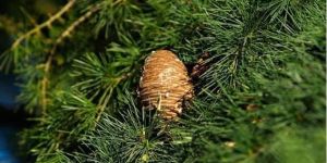 Devadaru (Cedrus Deodra)