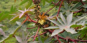 Eranda Moola (Ricinus Communis)