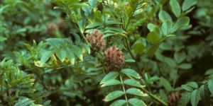 Mulethi (Glycyrrhiza Glabra)