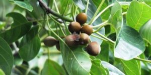 Terminalia Bellirica