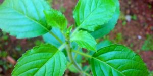 Tulsi