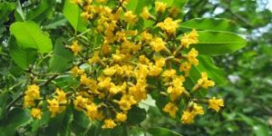 Vijaysar Pterocarpus Marsupium