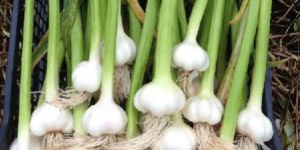Garlic