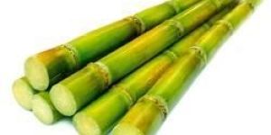 Fresh Sugarcane