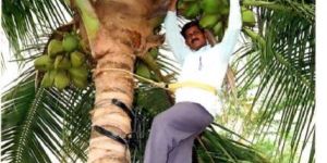Coconut Tree Climbing Device