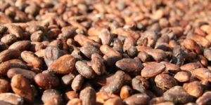 Cocoa Beans