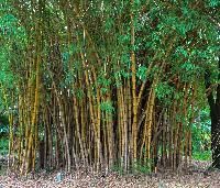 Bamboo Plants