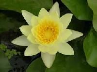 Koi Live Aquatic Plants