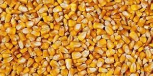 Dried Corn Kernels
