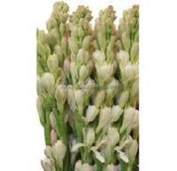 Tuberose