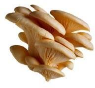 Oyster Mushroom