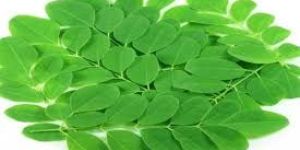 Fresh Moringa Leaves