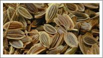 Dill Seeds