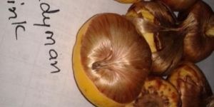 Gladiolus Bulbs Nova Lux (0009)