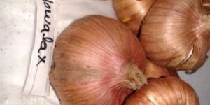 Gladiolus Bulbs (Nova Lux)