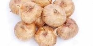 Gladiolus Bulbs (Percilla)