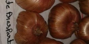 Gladiolus Bulbs (White Prosperity)